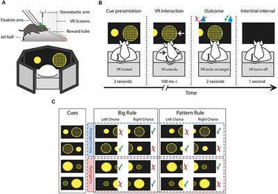 A Visual Two-Choice Rule-Switch Task for Head-Fixed Mice